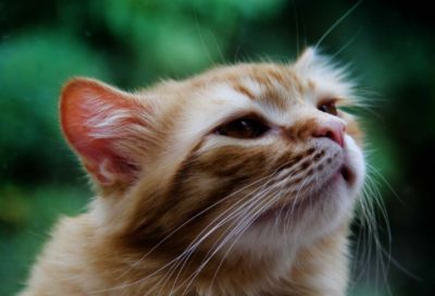 ​猜字谜语大全及答案合集2056个