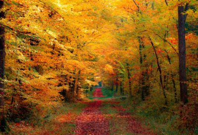 ​儿童谜语最新的2050个