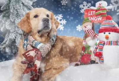 ​诗意情侣名字500组