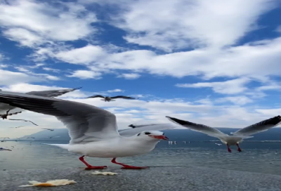 ​剑灵名字(精选800个)