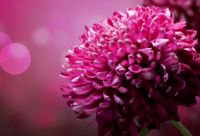 ​生日情人祝福语大全