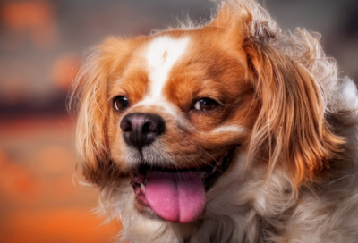 ​孩子二十岁生日祝福语大全