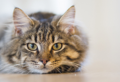 ​对爱人生日的祝福语