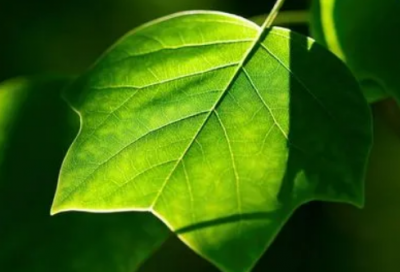 ​33岁生日祝福语简短精辟-53句