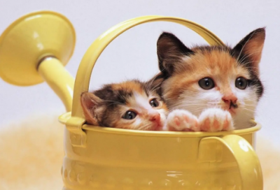 ​姐姐的生日祝福语怎么说-54句