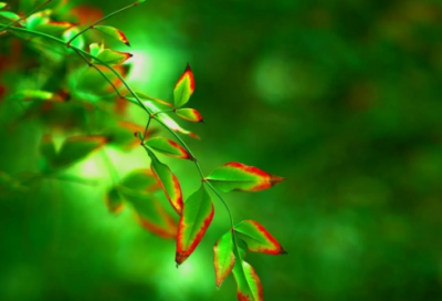 ​给爸爸的祝福语简短生日-60句