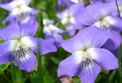 ​儿子过生日妈妈的祝福语大全-54句