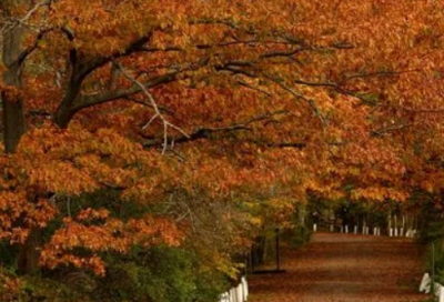 ​40几岁女人生日祝福语-50句