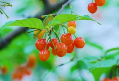 ​宝宝新年快乐祝福语大全-50句