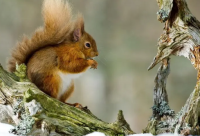 ​结婚祝福语高端-61句