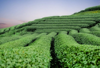 ​结婚祝福语恶搞-54句