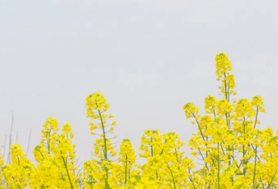 ​结婚祝福语大全简短句子-56句