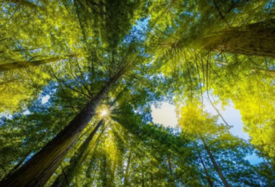 ​姐姐的女儿结婚祝福语-53句