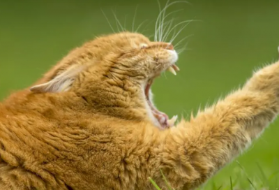 ​祝自己的生日祝福语-56句