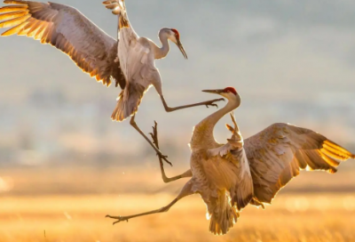 ​祝自己妹妹结婚祝福语-53句