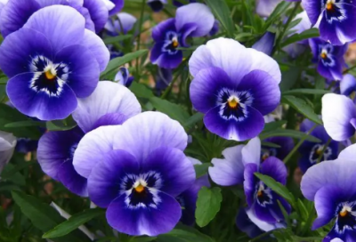 ​二位新人结婚祝福语-50句