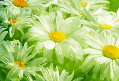 ​小美女的生日祝福语-51句