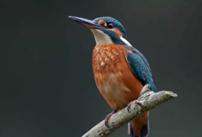 ​非常实用的结婚祝福语大全-50句