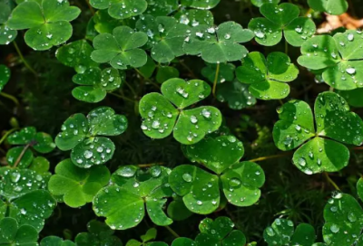 ​电子屏祝福语-51句