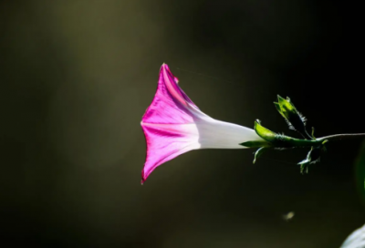 ​2岁女儿的生日祝福语-51句