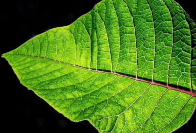 ​祝福亲人的生日祝福语-38句