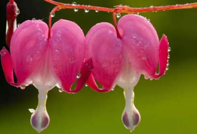 ​除夕佳节祝福语-38句