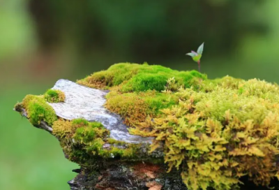 ​美女生日祝福语八个字霸气-50句