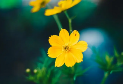 ​父亲生日祝福语短句-51句