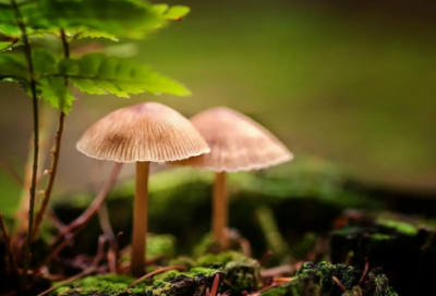 ​祝福公司祝福语大全-41句