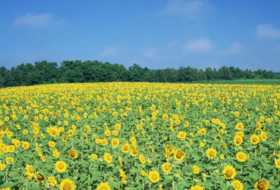 ​恭喜结婚的祝福语简单-51句