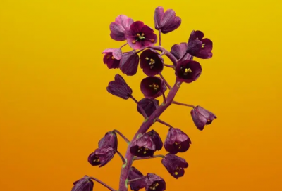 ​祝新人结婚祝福语简短-50句