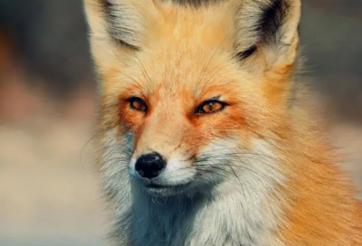 ​离婚祝福语大全-48句