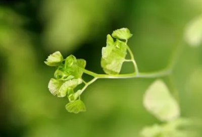 ​长命百岁祝福语-48句