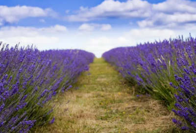 ​小升初的祝福语简短-50句
