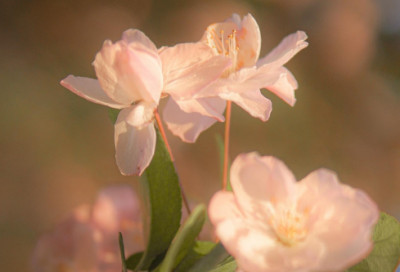 ​爸爸讲胎教故事30篇在线观看