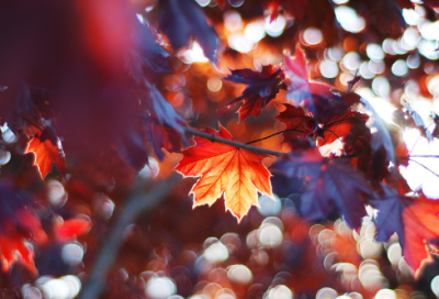 ​学前故事50篇完整版