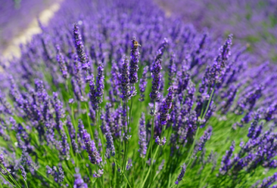 ​叶公好龙的故事和寓意（叶公好龙的故事和道理）