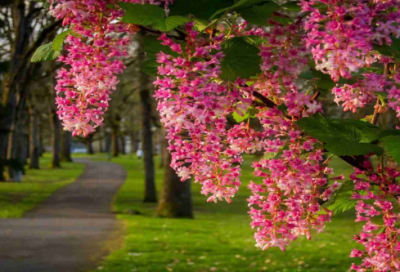 ​囊萤映雪的主人公是谁（囊萤映雪的故事及道理）