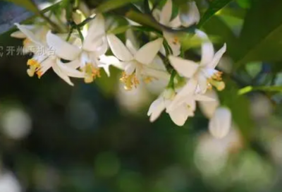 ​石勒不计前嫌文言文（不计前嫌的历史故事）