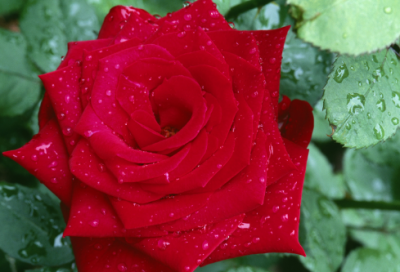 ​关于郑板桥的故事有哪些（关于郑板桥的书法故事）