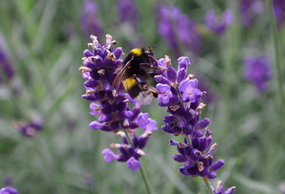 ​班超投笔从戎文言文翻译及原文（班超投笔从戎故事概括）