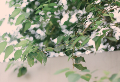 ​重阳节的传说简短（重阳节的来历故事）