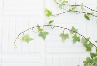 ​陆绩怀橘文言文翻译及注释（陆绩怀橘的故事的启示）