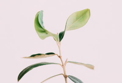 ​霸王别姬的故事简介（霸王别姬真实历史故事）