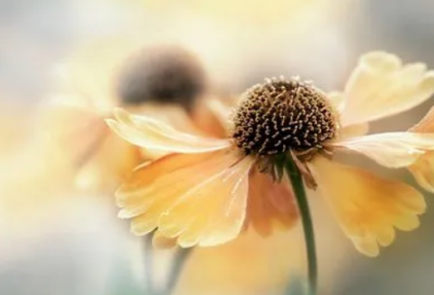 ​青蛙王子童话故事简短（睡前小故事哄女朋友的睡前故事）