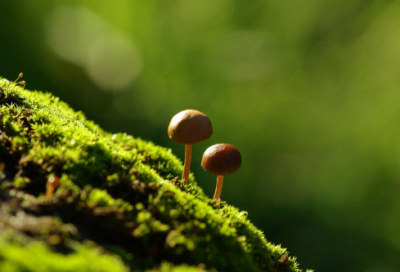 ​少儿睡前故事365在线收听（短篇故事全文）