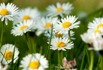 ​负荆请罪是什么故事（负荆请罪的寓意和道理）