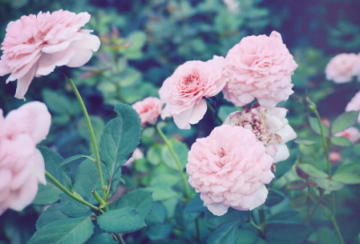 ​张良拜师的故事概括（张良拜师的典故及给人启示）