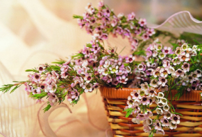 ​关于孔子的故事有哪些故事（孔子的故事精彩句段）