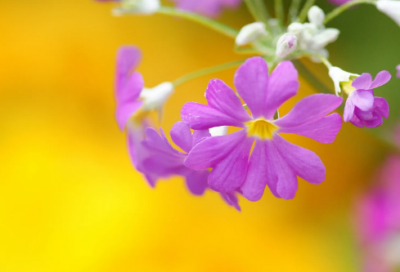 ​守财奴的故事寓意（守财奴寓言故事道理）